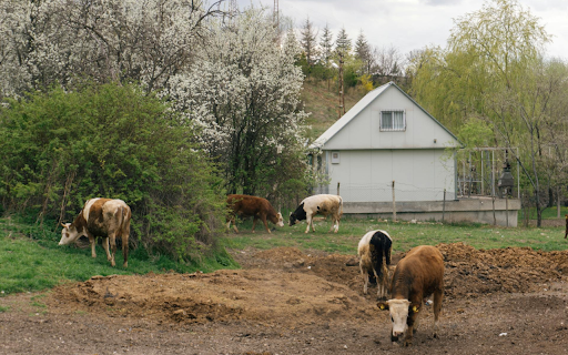 Cows on the farm from Chrome web store to be run with OffiDocs Chromium online Cows on the farm from Chrome web store to be run with OffiDocs Chromium online