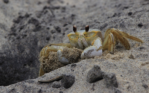 Crabs crawl on the sand from Chrome web store to be run with OffiDocs Chromium online Crabs crawl on the sand from Chrome web store to be run with OffiDocs Chromium online