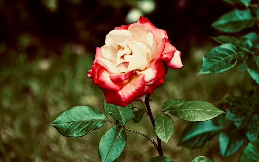 Cream Red Rose from Chrome web store to be run with OffiDocs Chromium online Cream Red Rose from Chrome web store to be run with OffiDocs Chromium online