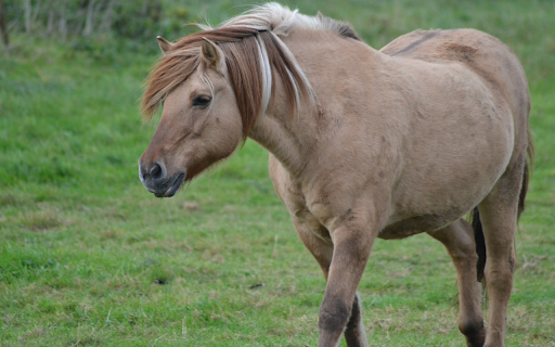 Creamy Brown Horse from Chrome web store to be run with OffiDocs Chromium online Creamy Brown Horse from Chrome web store to be run with OffiDocs Chromium online
