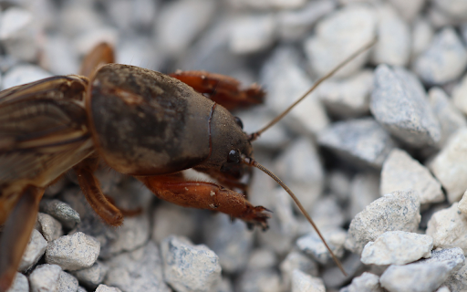 Cricket on the rock from Chrome web store to be run with OffiDocs Chromium online Cricket on the rock from Chrome web store to be run with OffiDocs Chromium online