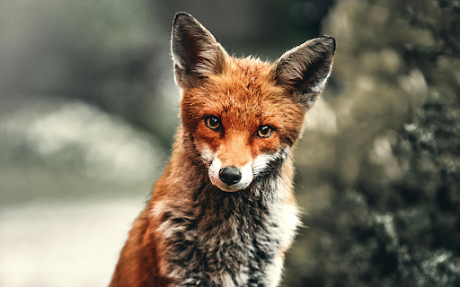 Curious Red Fox from Chrome web store to be run with OffiDocs Chromium online Curious Red Fox from Chrome web store to be run with OffiDocs Chromium online