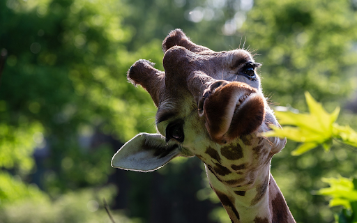 Cute giraffe is eating young leaves from Chrome web store to be run with OffiDocs Chromium online Cute giraffe is eating young leaves from Chrome web store to be run with OffiDocs Chromium online