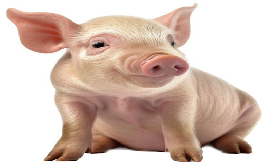 cute piggy wallpaper from Chrome web store to be run with OffiDocs Chromium online cute piggy wallpaper from Chrome web store to be run with OffiDocs Chromium online
