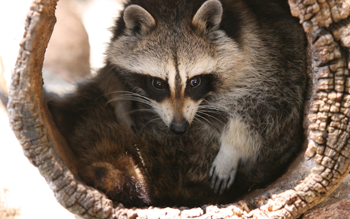 Cute Raccoon from Chrome web store to be run with OffiDocs Chromium online Cute Raccoon from Chrome web store to be run with OffiDocs Chromium online