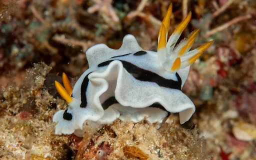 Cute sea snail from Chrome web store to be run with OffiDocs Chromium online Cute sea snail from Chrome web store to be run with OffiDocs Chromium online