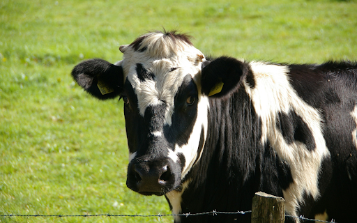 Dairy cow on the meadow from Chrome web store to be run with OffiDocs Chromium online Dairy cow on the meadow from Chrome web store to be run with OffiDocs Chromium online