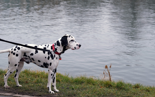 Dalmatian Dog from Chrome web store to be run with OffiDocs Chromium online Dalmatian Dog from Chrome web store to be run with OffiDocs Chromium online