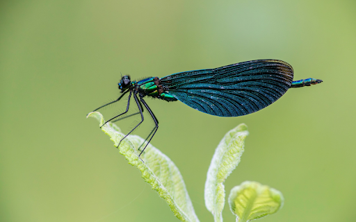 Dark Blue Dragonfly from Chrome web store to be run with OffiDocs Chromium online Dark Blue Dragonfly from Chrome web store to be run with OffiDocs Chromium online