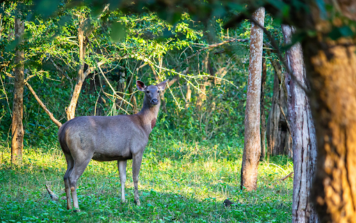 Dark Gray Deer from Chrome web store to be run with OffiDocs Chromium online Dark Gray Deer from Chrome web store to be run with OffiDocs Chromium online