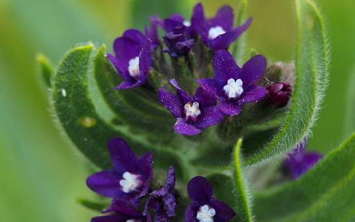 Dark Green Flowers and Hairy Leaves from Chrome web store to be run with OffiDocs Chromium online Dark Green Flowers and Hairy Leaves from Chrome web store to be run with OffiDocs Chromium online