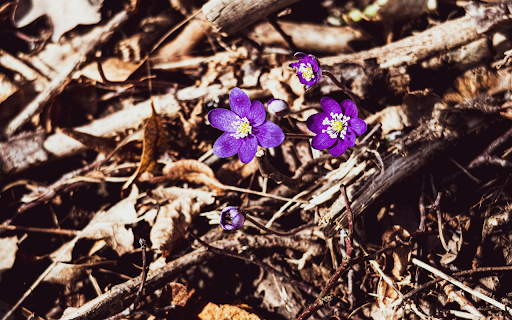 Dark purple flowers from Chrome web store to be run with OffiDocs Chromium online Dark purple flowers from Chrome web store to be run with OffiDocs Chromium online