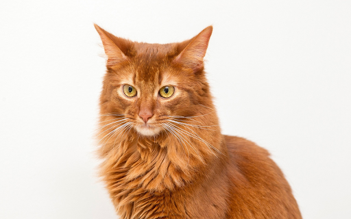 Dark Yellow Cat from Chrome web store to be run with OffiDocs Chromium online Dark Yellow Cat from Chrome web store to be run with OffiDocs Chromium online
