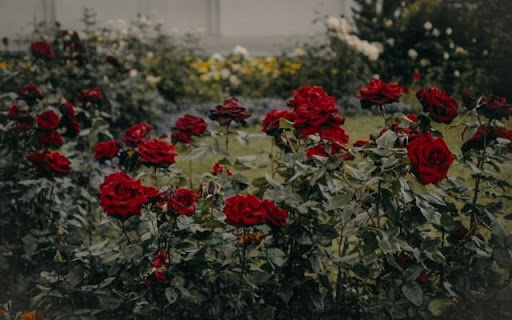 Deep Crimson Roses in Garden Setting from Chrome web store to be run with OffiDocs Chromium online Deep Crimson Roses in Garden Setting from Chrome web store to be run with OffiDocs Chromium online