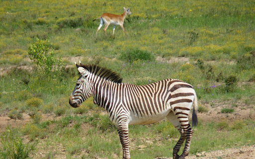 Deer and zebra from Chrome web store to be run with OffiDocs Chromium online Deer and zebra from Chrome web store to be run with OffiDocs Chromium online