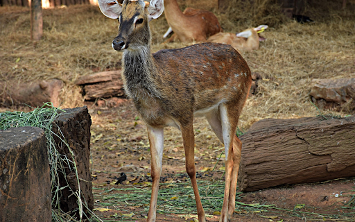 Deer on a pile of hay from Chrome web store to be run with OffiDocs Chromium online Deer on a pile of hay from Chrome web store to be run with OffiDocs Chromium online