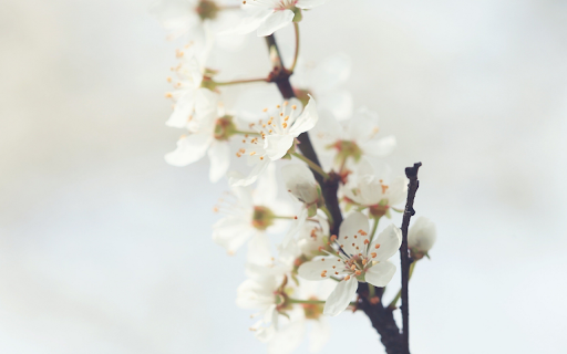 Delicate Spring Bloom from Chrome web store to be run with OffiDocs Chromium online Delicate Spring Bloom from Chrome web store to be run with OffiDocs Chromium online