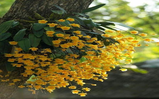 Dendrobium wallpaper yellow flowers from Chrome web store to be run with OffiDocs Chromium online Dendrobium wallpaper yellow flowers from Chrome web store to be run with OffiDocs Chromium online