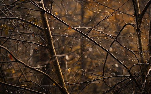 Dew Covered Branches in Autumn Forest from Chrome web store to be run with OffiDocs Chromium online Dew Covered Branches in Autumn Forest from Chrome web store to be run with OffiDocs Chromium online