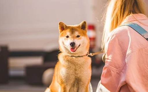 DOG 2 Theme from Chrome web store to be run with OffiDocs Chromium online DOG 2 Theme from Chrome web store to be run with OffiDocs Chromium online