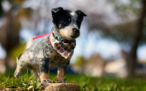 Dog and bib from Chrome web store to be run with OffiDocs Chromium online Dog and bib from Chrome web store to be run with OffiDocs Chromium online