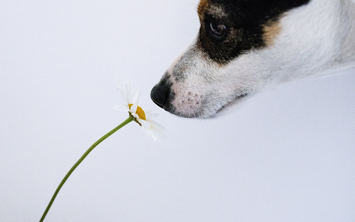 Dog and flower from Chrome web store to be run with OffiDocs Chromium online Dog and flower from Chrome web store to be run with OffiDocs Chromium online