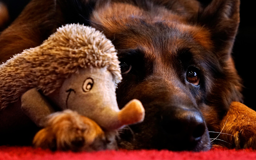 Dog and hedgehog from Chrome web store to be run with OffiDocs Chromium online Dog and hedgehog from Chrome web store to be run with OffiDocs Chromium online