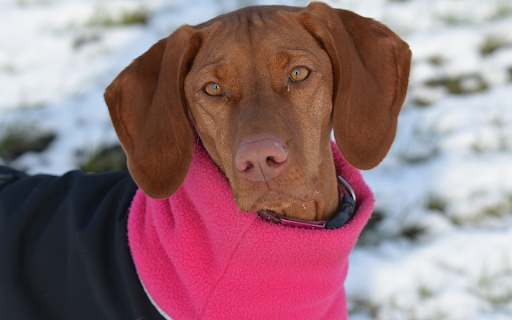 Dog and pink collar from Chrome web store to be run with OffiDocs Chromium online Dog and pink collar from Chrome web store to be run with OffiDocs Chromium online