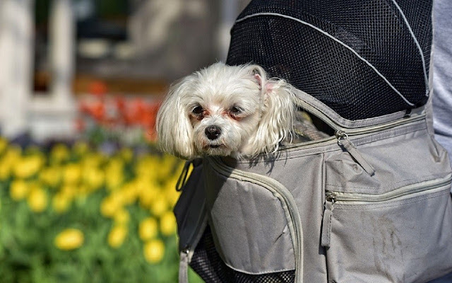 Dog Backpack Carriers from Chrome web store to be run with OffiDocs Chromium online Dog Backpack Carriers from Chrome web store to be run with OffiDocs Chromium online