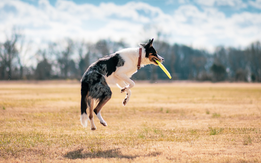 Dog chews plate from Chrome web store to be run with OffiDocs Chromium online Dog chews plate from Chrome web store to be run with OffiDocs Chromium online
