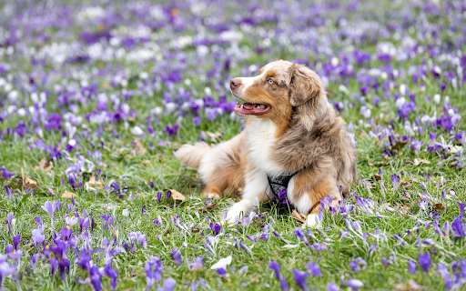 Dog in the middle of the flower bed from Chrome web store to be run with OffiDocs Chromium online Dog in the middle of the flower bed from Chrome web store to be run with OffiDocs Chromium online