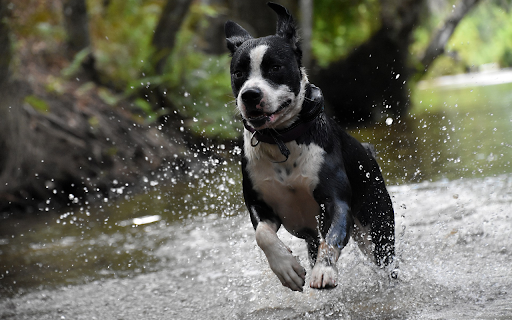 Dog running in the water from Chrome web store to be run with OffiDocs Chromium online Dog running in the water from Chrome web store to be run with OffiDocs Chromium online