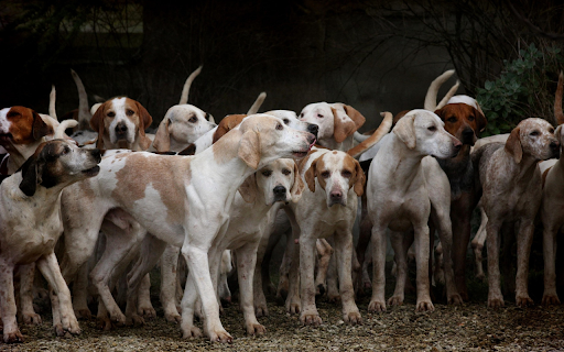 Dogs from Chrome web store to be run with OffiDocs Chromium online Dogs from Chrome web store to be run with OffiDocs Chromium online