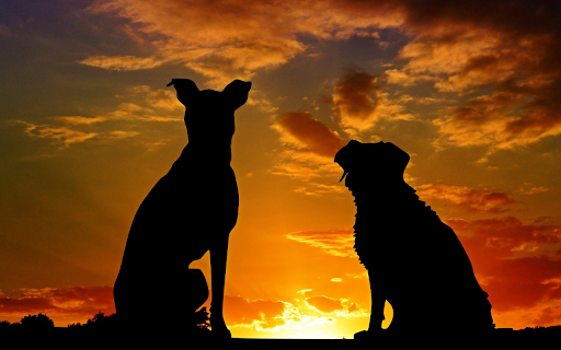 Dog watching the sunset from Chrome web store to be run with OffiDocs Chromium online Dog watching the sunset from Chrome web store to be run with OffiDocs Chromium online
