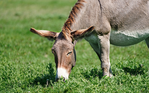 Donkey on green grass field from Chrome web store to be run with OffiDocs Chromium online Donkey on green grass field from Chrome web store to be run with OffiDocs Chromium online