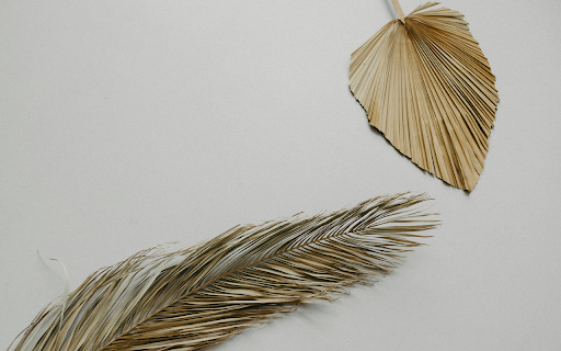 Dried Palm Leaves on a Light Grey Background from Chrome web store to be run with OffiDocs Chromium online Dried Palm Leaves on a Light Grey Background from Chrome web store to be run with OffiDocs Chromium online