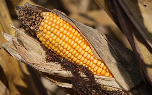 Dried yellow corn from Chrome web store to be run with OffiDocs Chromium online Dried yellow corn from Chrome web store to be run with OffiDocs Chromium online
