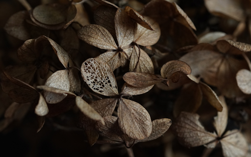 Dry leaves from Chrome web store to be run with OffiDocs Chromium online Dry leaves from Chrome web store to be run with OffiDocs Chromium online