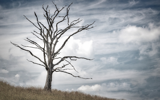 Dry tree from Chrome web store to be run with OffiDocs Chromium online Dry tree from Chrome web store to be run with OffiDocs Chromium online
