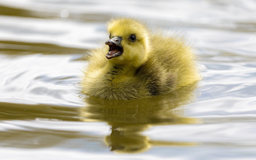 Duckling swimming from Chrome web store to be run with OffiDocs Chromium online Duckling swimming from Chrome web store to be run with OffiDocs Chromium online