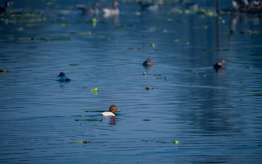 Ducks on the river from Chrome web store to be run with OffiDocs Chromium online Ducks on the river from Chrome web store to be run with OffiDocs Chromium online