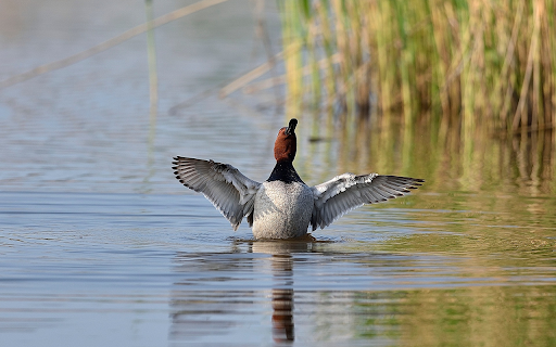Duck Swimming in the Lake from Chrome web store to be run with OffiDocs Chromium online Duck Swimming in the Lake from Chrome web store to be run with OffiDocs Chromium online