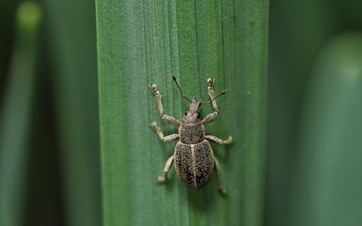DUMP BEETLE Theme from Chrome web store to be run with OffiDocs Chromium online DUMP BEETLE Theme from Chrome web store to be run with OffiDocs Chromium online
