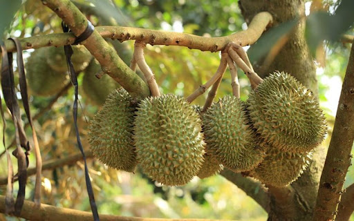 durian tree wallpaper with fruit from Chrome web store to be run with OffiDocs Chromium online durian tree wallpaper with fruit from Chrome web store to be run with OffiDocs Chromium online