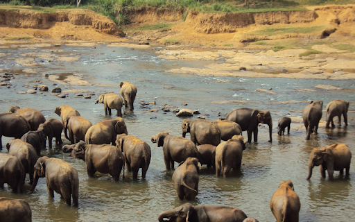 Elephants bathing in the stream from Chrome web store to be run with OffiDocs Chromium online Elephants bathing in the stream from Chrome web store to be run with OffiDocs Chromium online