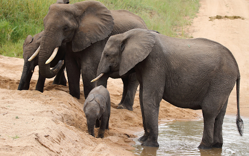 Elephants on the sand from Chrome web store to be run with OffiDocs Chromium online Elephants on the sand from Chrome web store to be run with OffiDocs Chromium online