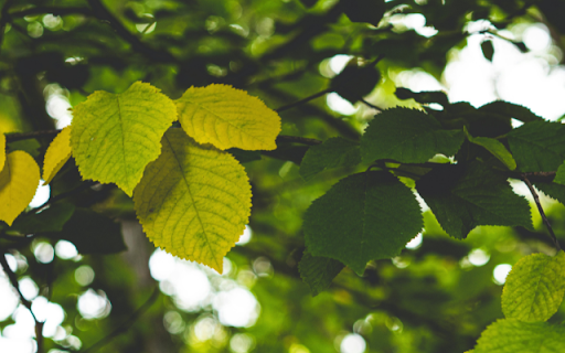 Elm from Chrome web store to be run with OffiDocs Chromium online Elm from Chrome web store to be run with OffiDocs Chromium online