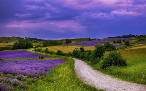 Endless flower fields from Chrome web store to be run with OffiDocs Chromium online Endless flower fields from Chrome web store to be run with OffiDocs Chromium online