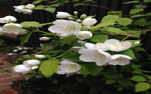 Fake jasmine wallpaper from Chrome web store to be run with OffiDocs Chromium online Fake jasmine wallpaper from Chrome web store to be run with OffiDocs Chromium online