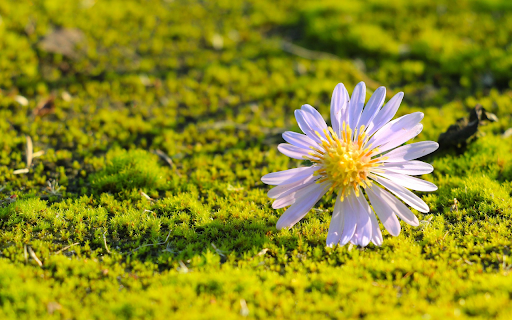 Falling flowers from Chrome web store to be run with OffiDocs Chromium online Falling flowers from Chrome web store to be run with OffiDocs Chromium online